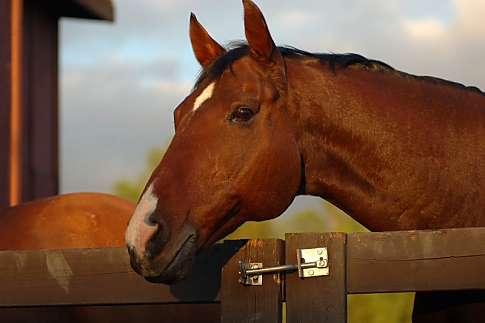 Horse Portrait